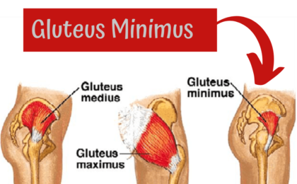 Picture of the gluteus minimus muscle